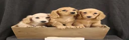 Miniature Dachshund dogs for sale: Quenton - Ad 5