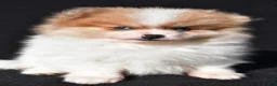 Pomeranian dogs for sale: Indie - Ad 7