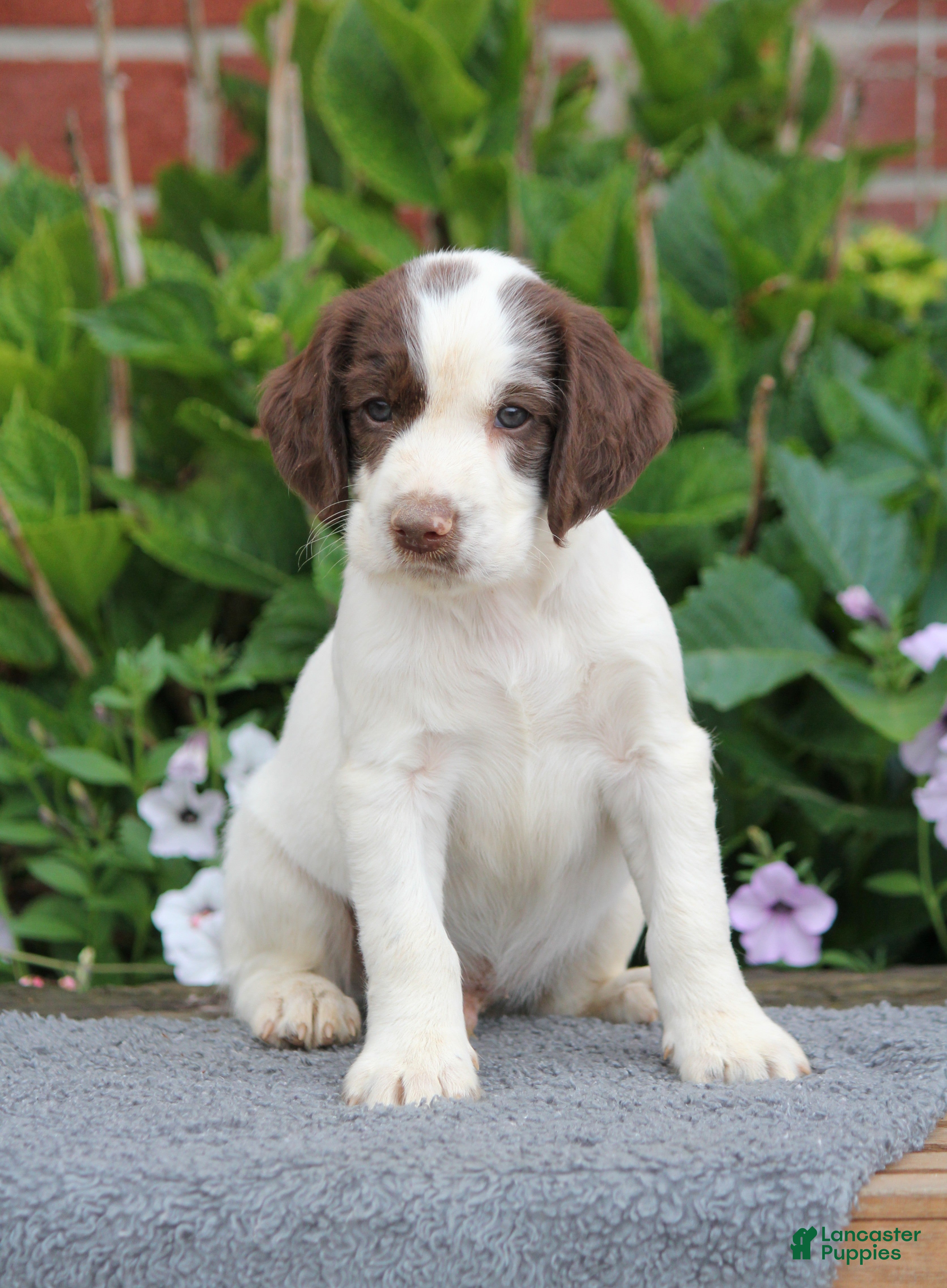 English Springer Spaniel dogs Rory - Ad 2