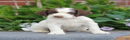 English Springer Spaniel dogs for sale: Rory - Ad 2