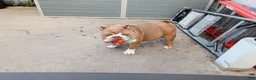 English Bulldog dogs for sale: English Bulldog 1Bear - Ad 2