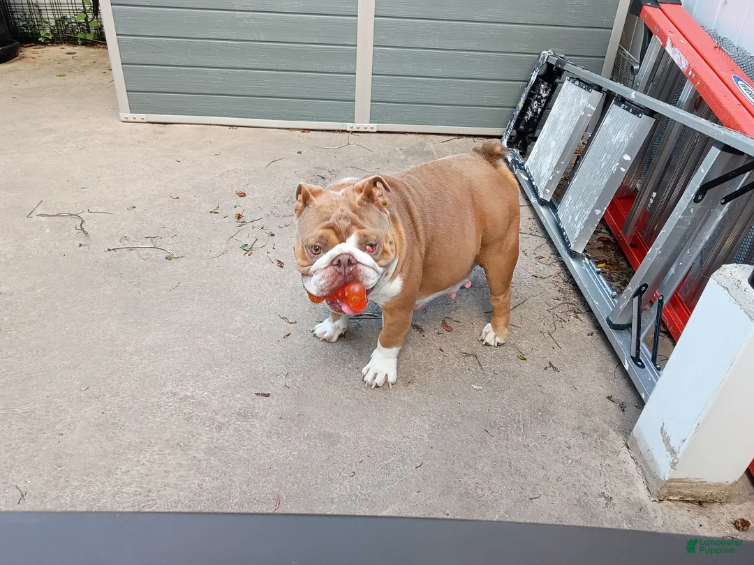 English Bulldog dogs for sale: English Bulldog 1Bear - Ad 2