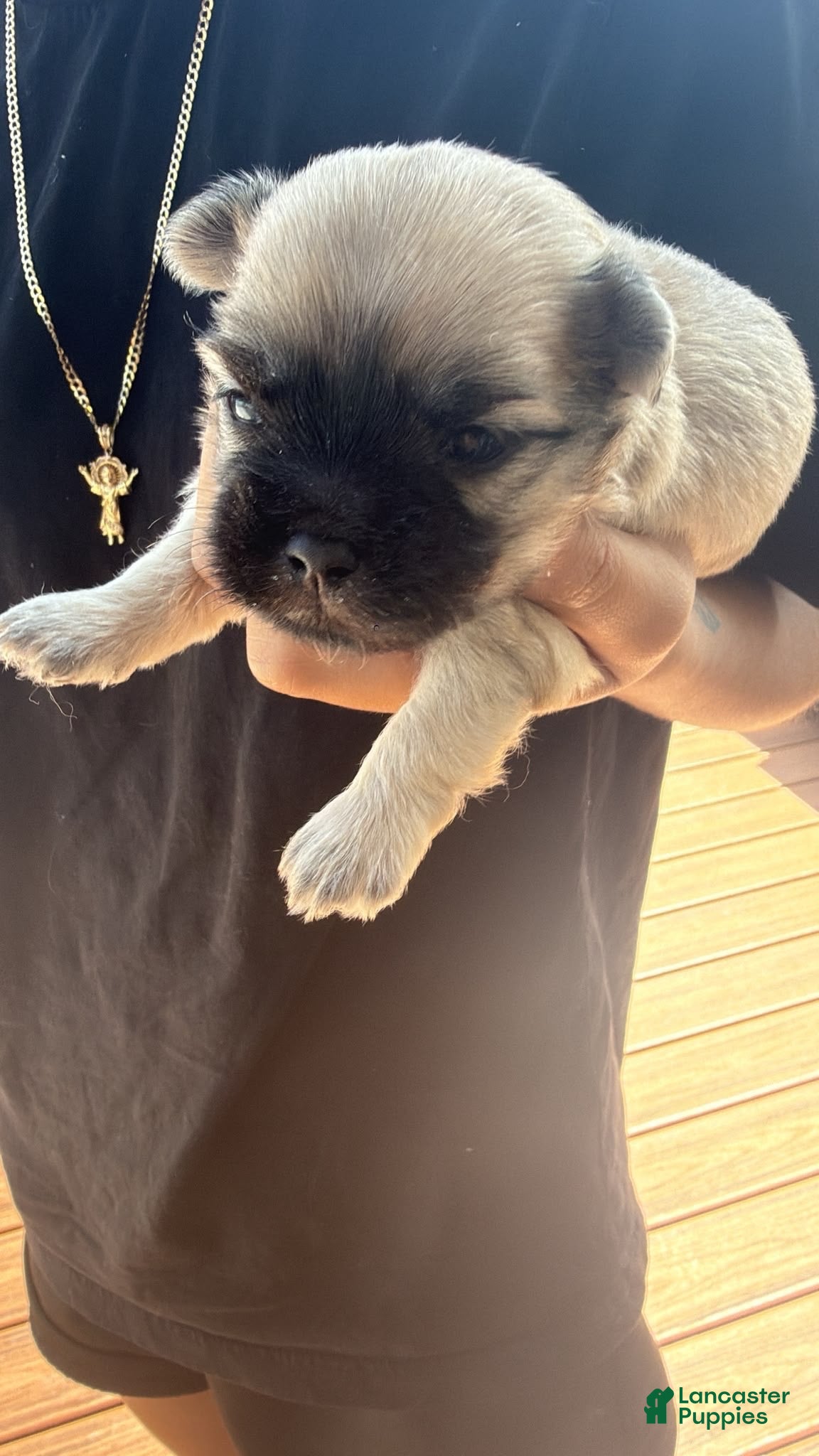 Maltese dogs Rocky - Ad 4