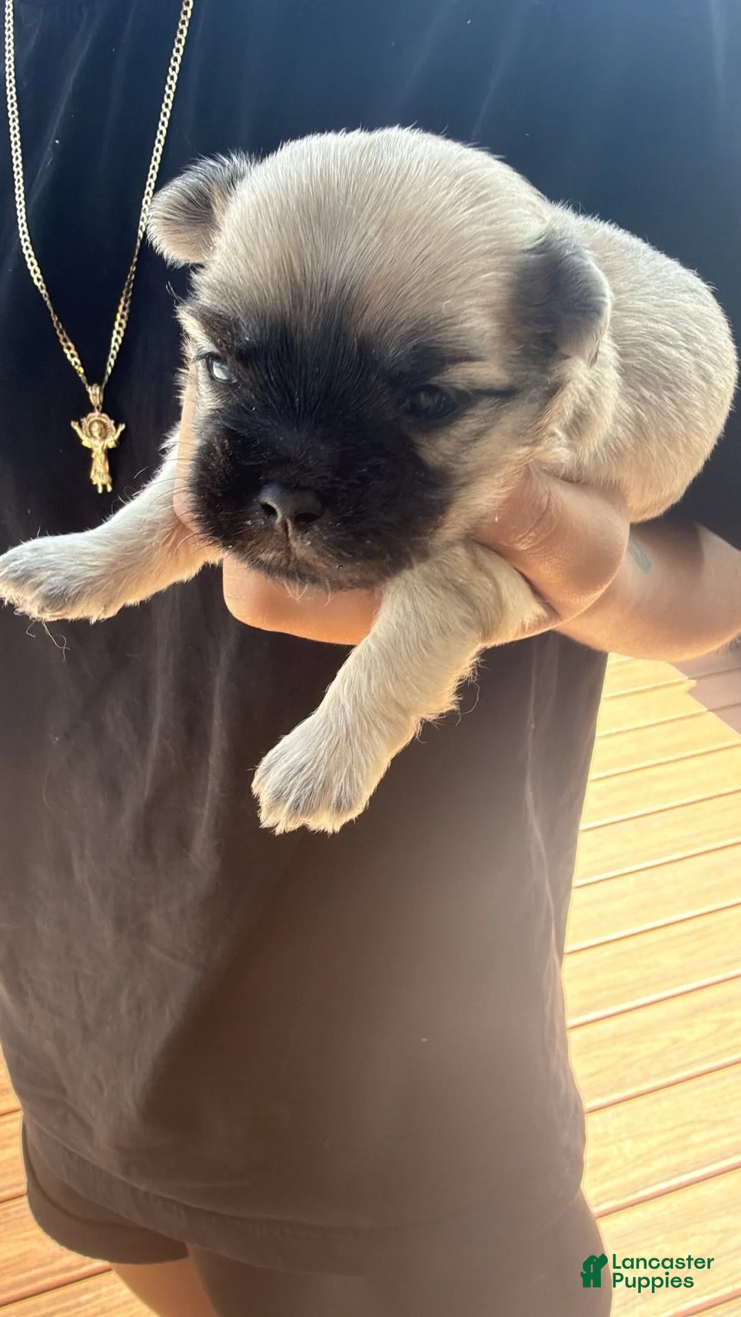 Maltese dogs for sale: Rocky - Ad 1