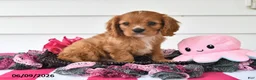 Cavalier King Charles Spaniel dogs for sale: Terry - Ad 2