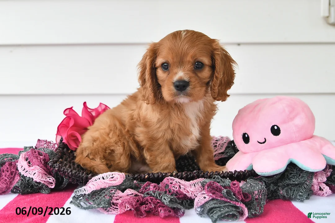 Cavalier King Charles Spaniel dogs for sale: Terry - Ad 2
