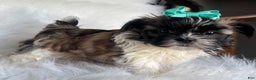 Shih Tzu dogs for sale: Annie - Ad 2