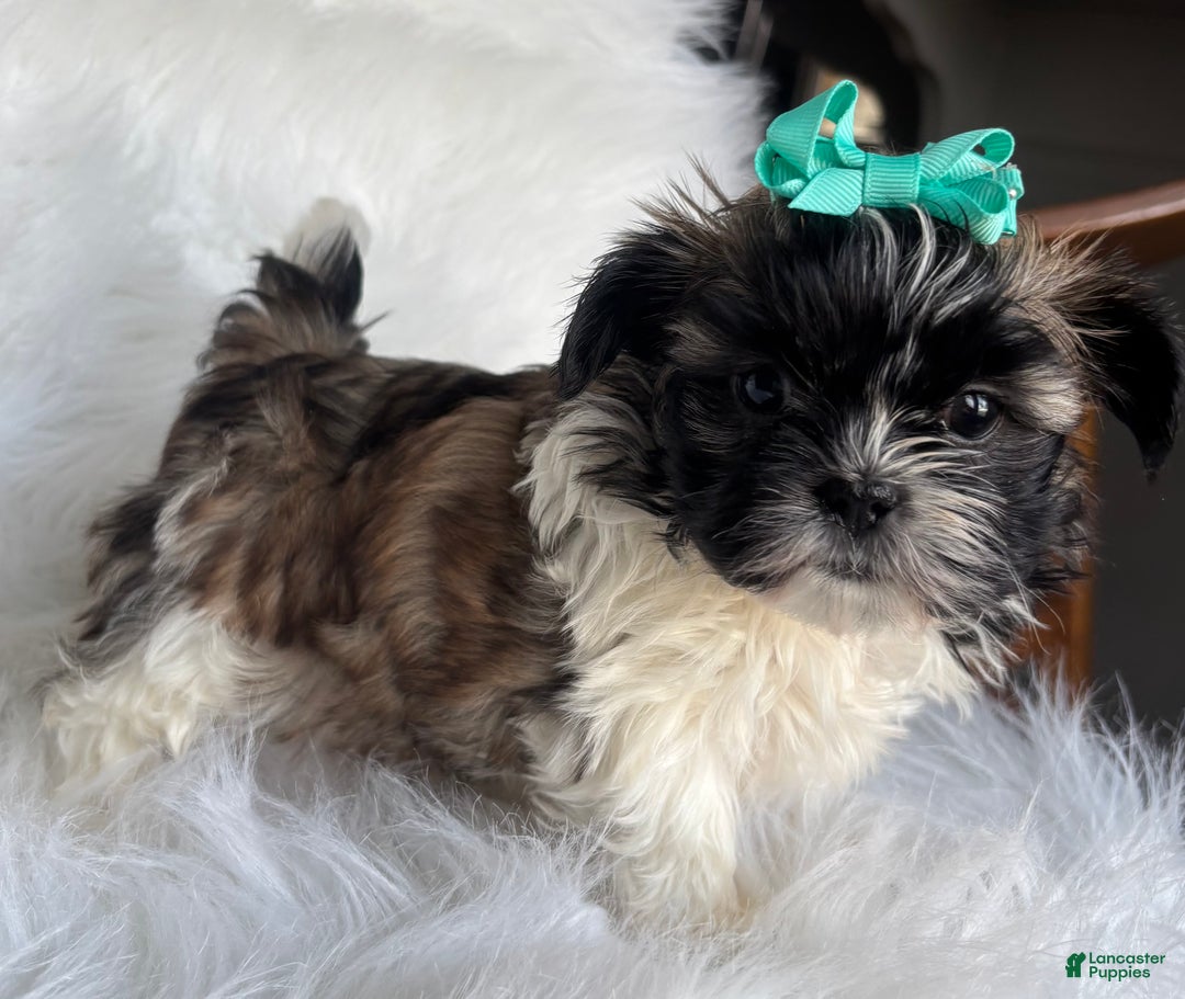 Shih Tzu dogs for sale: Annie - Ad 2