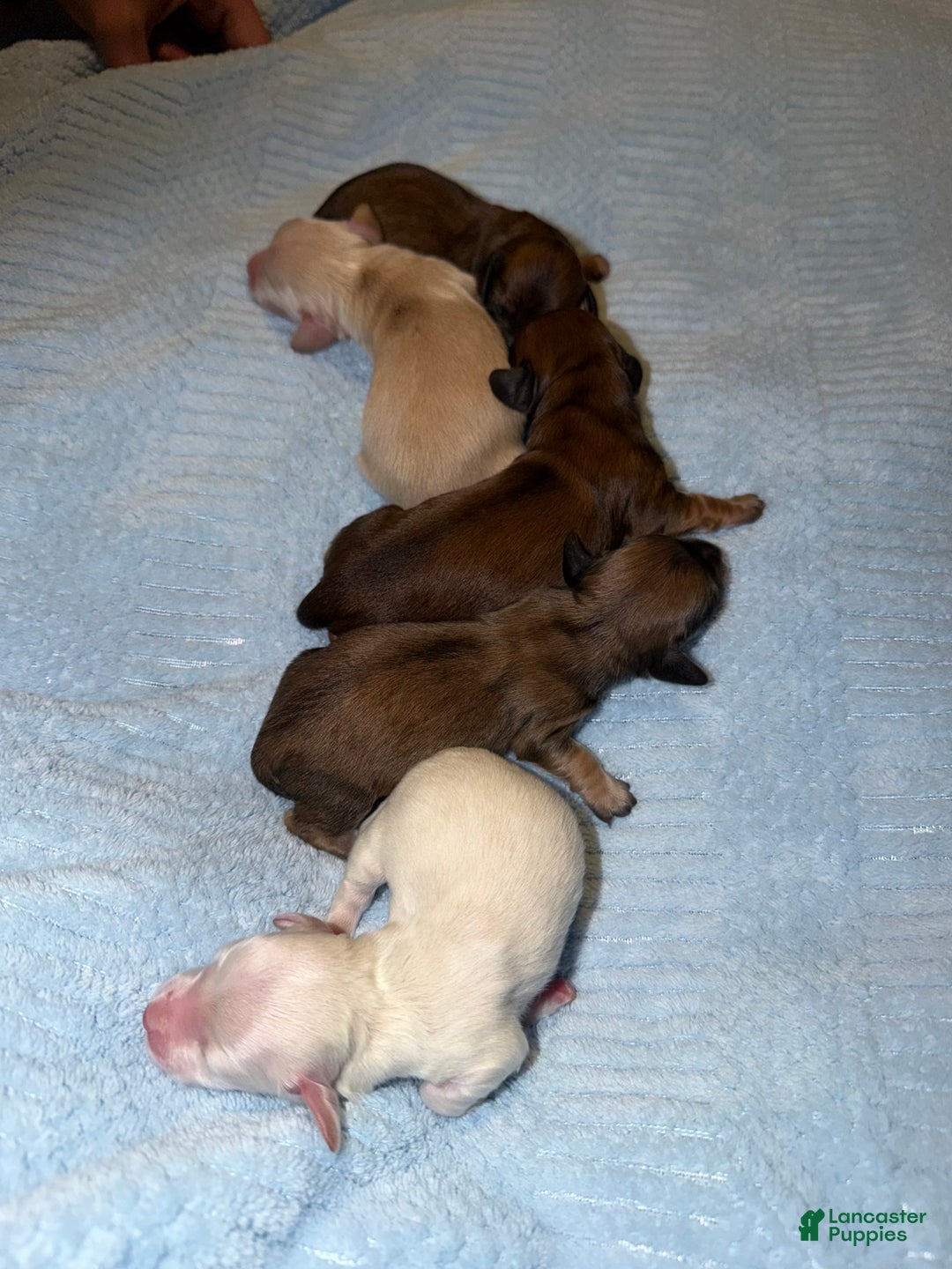 Miniature Dachshund dogs for sale: ee cream - Ad 27