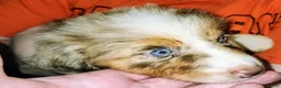 Australian Shepherd dogs for sale: Cher - Ad 4