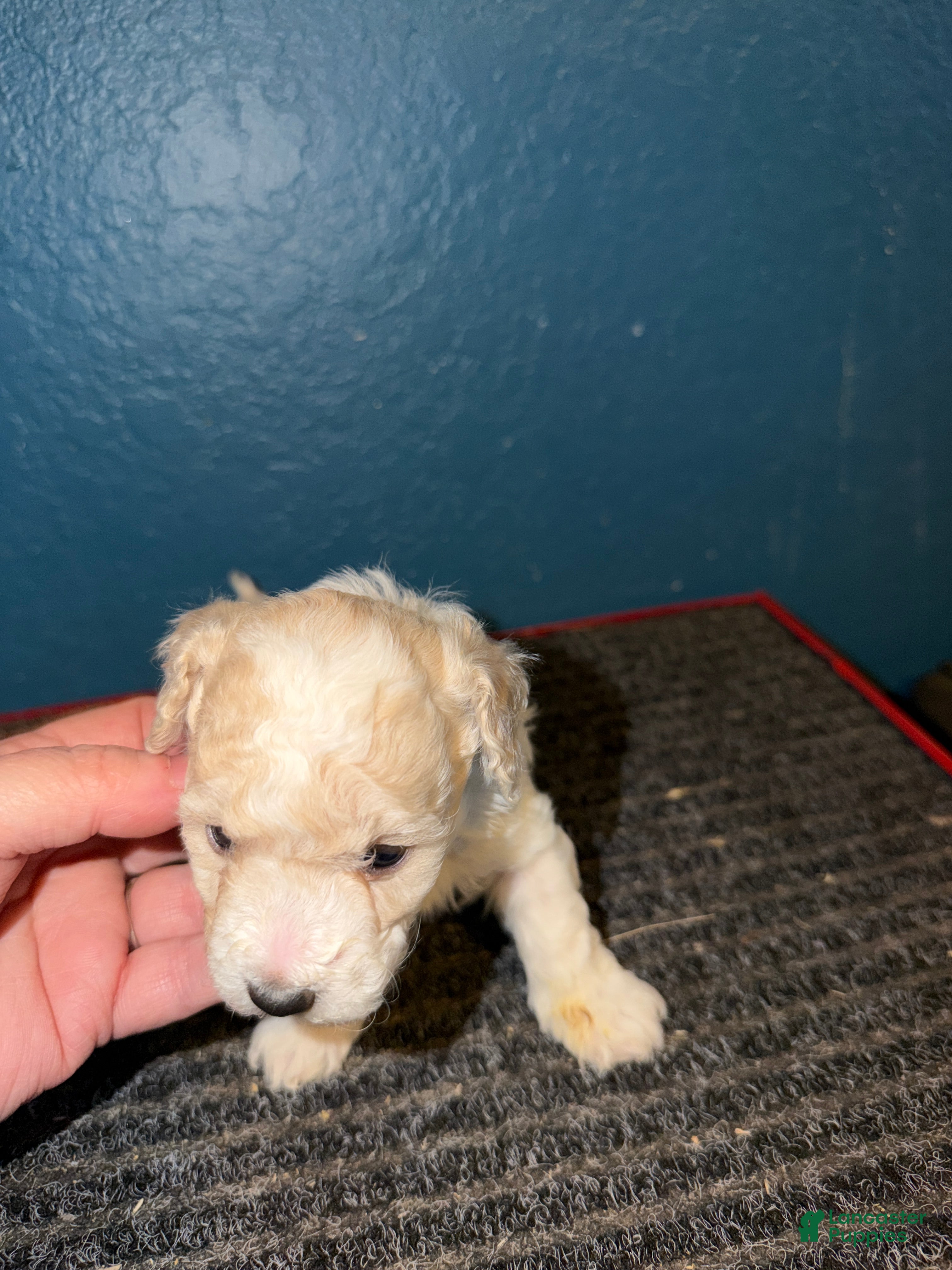 Miniature Poodle dogs AKC Miniature Poodle Cream Parti Male - Ad 2