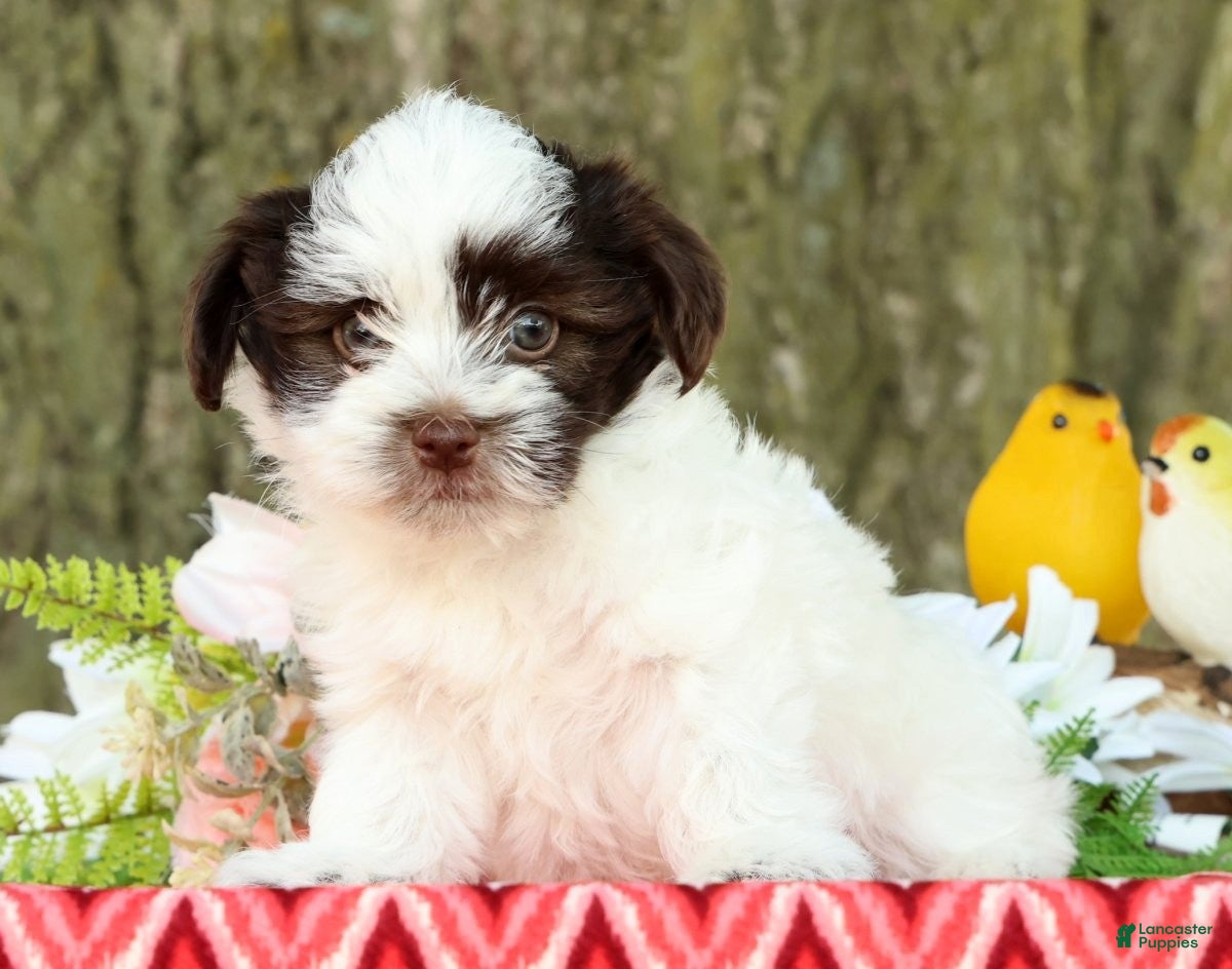 Havanese dogs for sale: Landon - Ad 5
