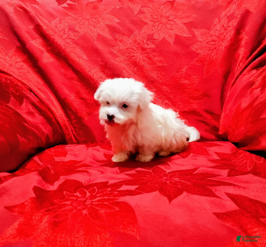 Maltese dogs for sale: Bailey - Ad 2