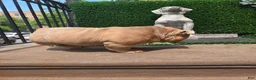 English Bulldog dogs for stud: OPEN FOR STUD - Ad 38