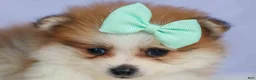 Pomeranian dogs for sale: Frankie 🐶 - Ad 13