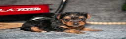 Yorkshire Terrier dogs for sale: Shorty - Ad 2