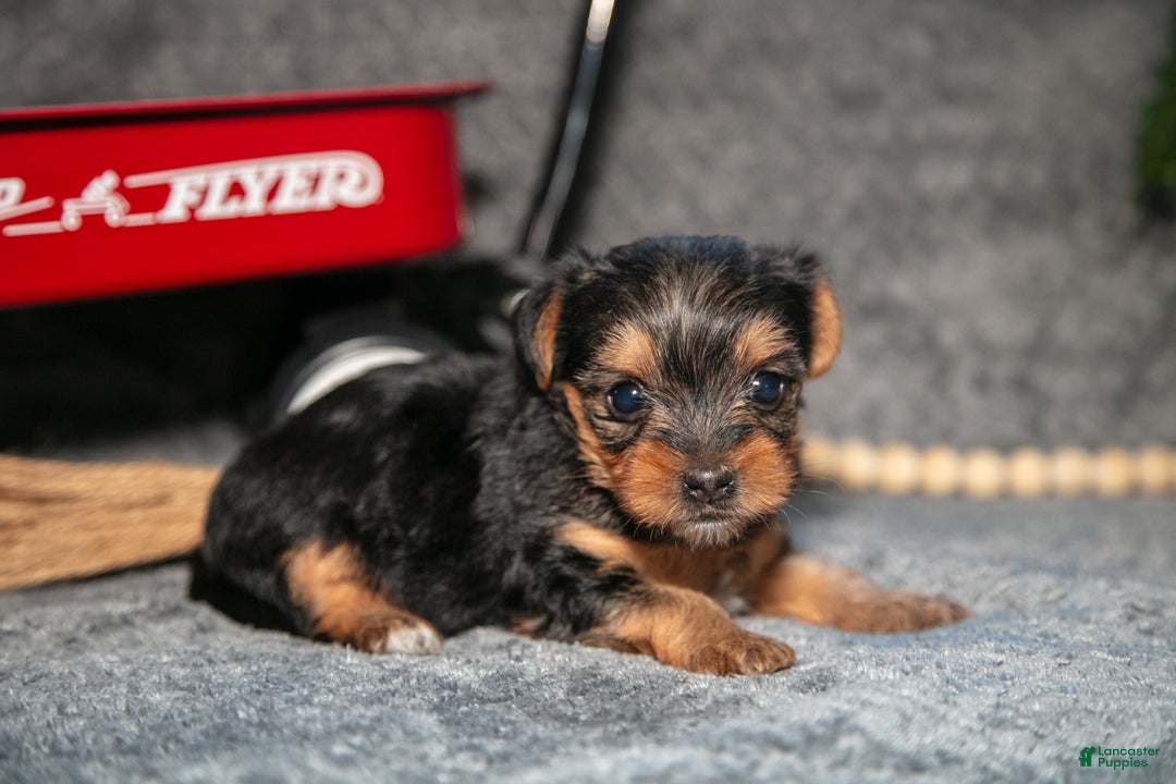 Yorkshire Terrier dogs for sale: Shorty - Ad 2
