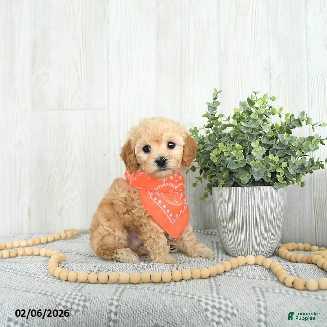 Cockapoo dogs for sale: Bo EXTRA SMALL - Ad 2