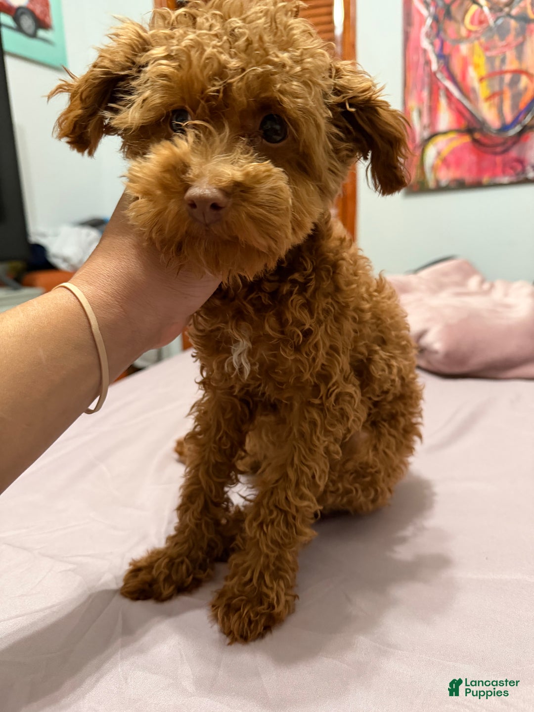 Mini Goldendoodle dogs for sale: Mini Goldendoodle Puppy 2 - Ad 1