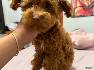 Mini Goldendoodle dogs Mini Goldendoodle Puppy 2 - Ad 20