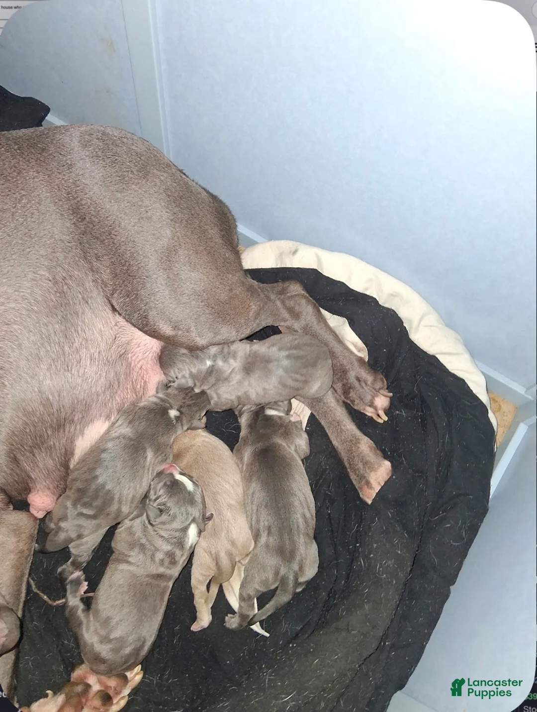 American Pit Bull Terrier dogs for sale: American Pit Bull Terrier Puppy 1 - Ad 6