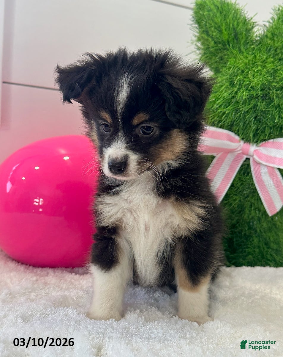 Miniature Australian Shepherd dogs Max - Ad 2