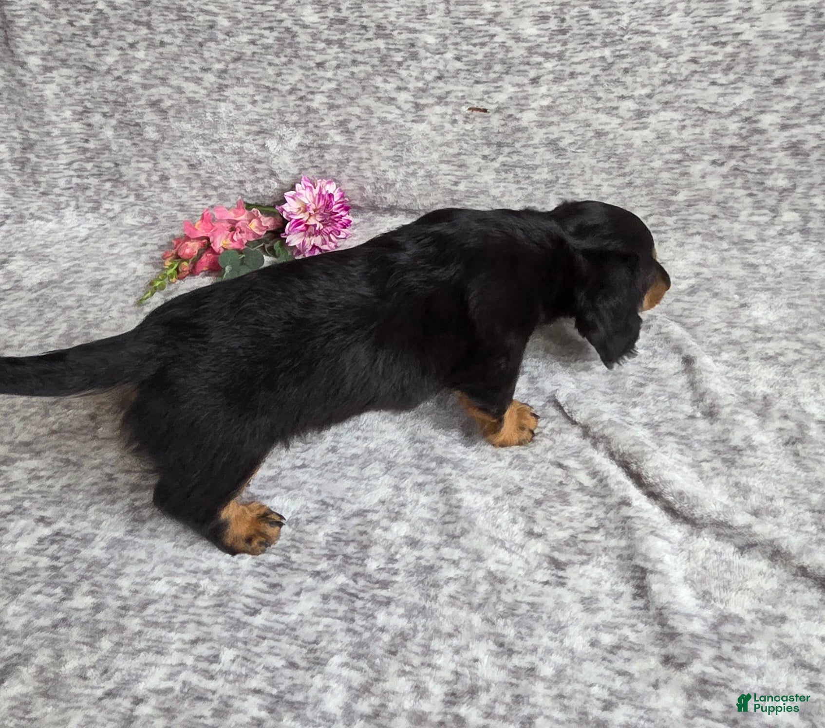 Miniature Dachshund dogs Thunder - Ad 2