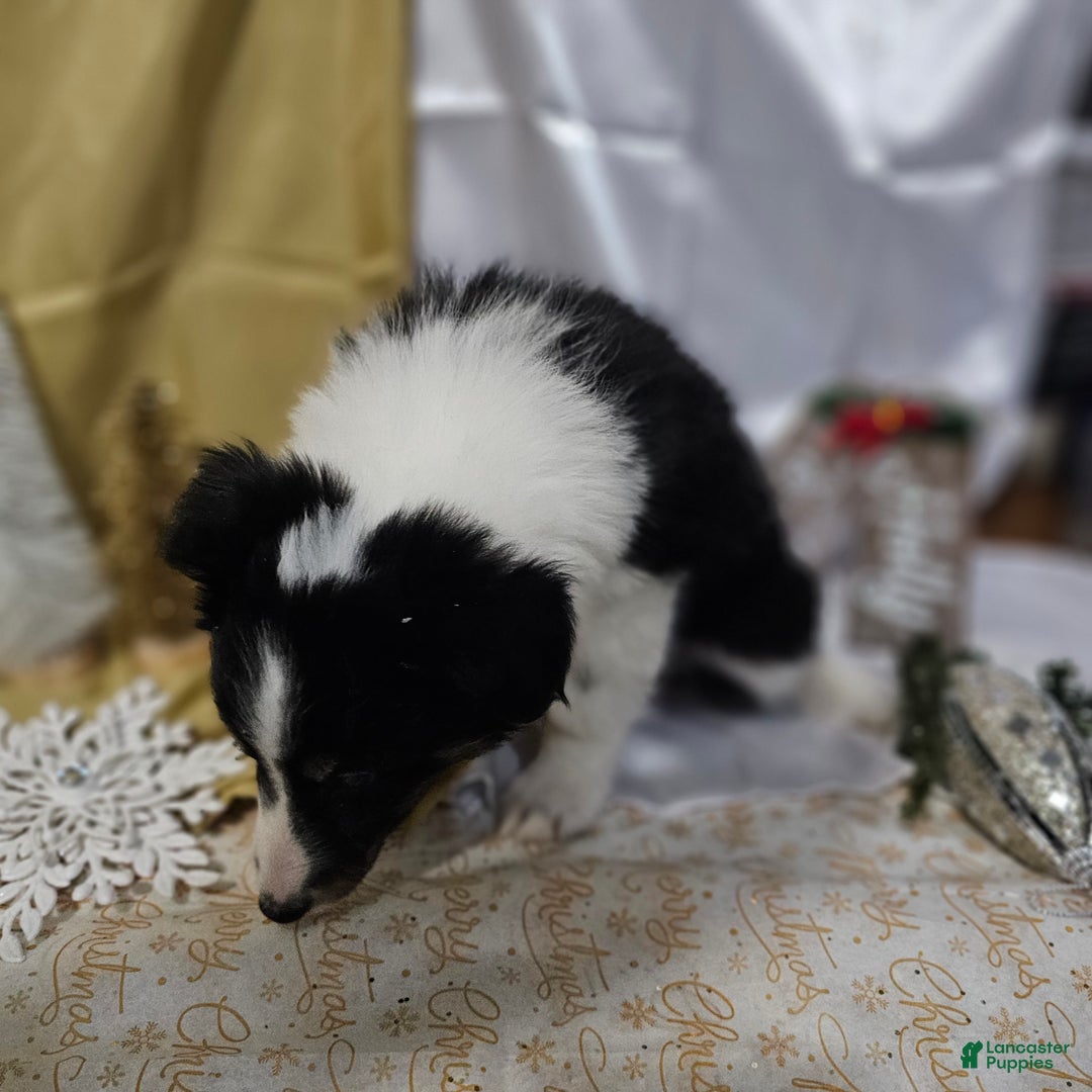 Shetland Sheepdog dogs for sale: Sugarplum - Ad 6