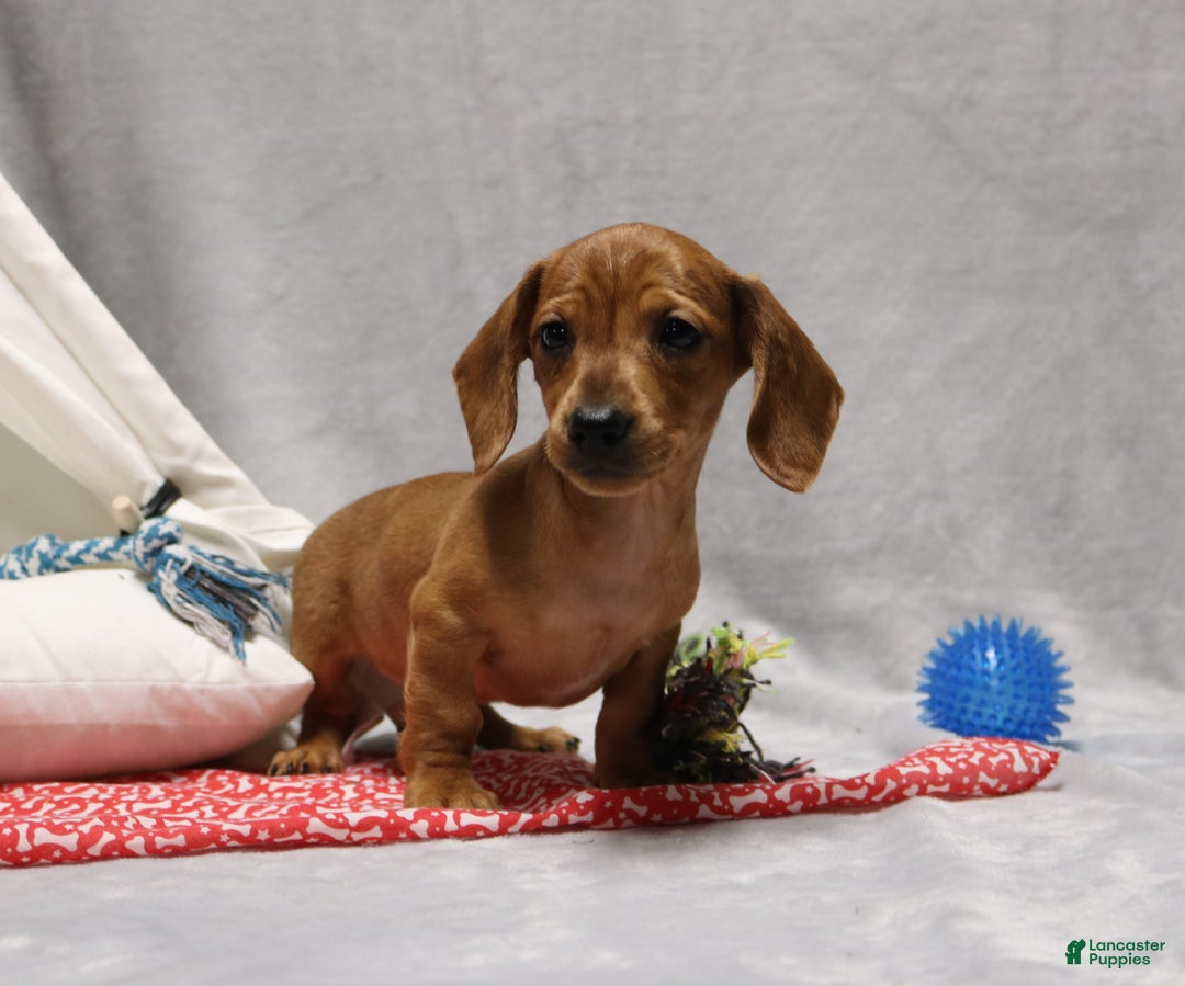 Miniature Dachshund dogs for sale: Peanut - Ad 5