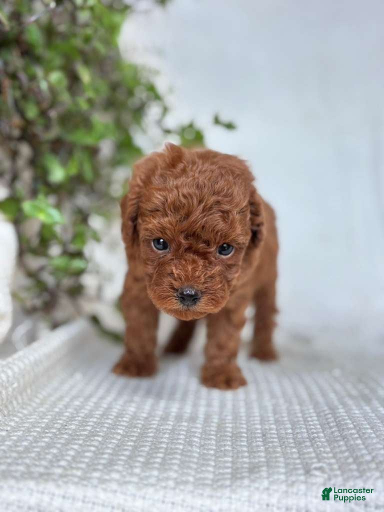 Mini Goldendoodle dogs Mini Goldendoodle 7 - Ad 2