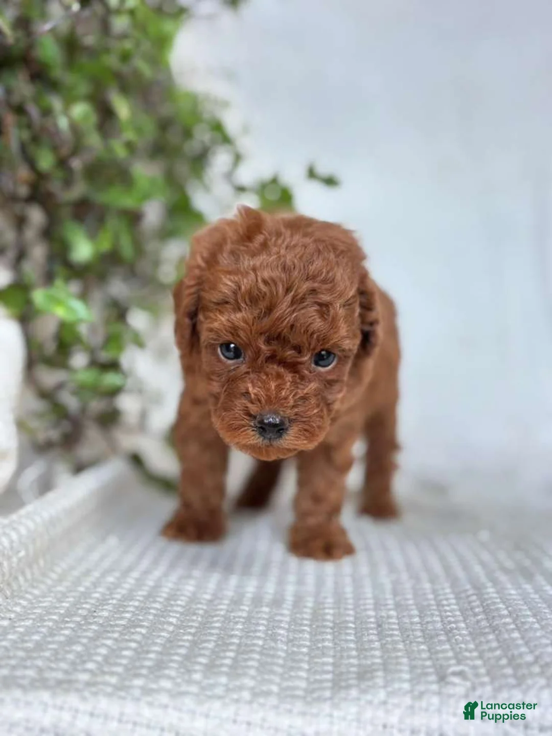Mini Goldendoodle dogs for sale: Mini Goldendoodle 7 - Ad 2