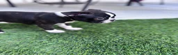 Boston Terrier dogs for sale: Boston Terrier 4 - Ad 11