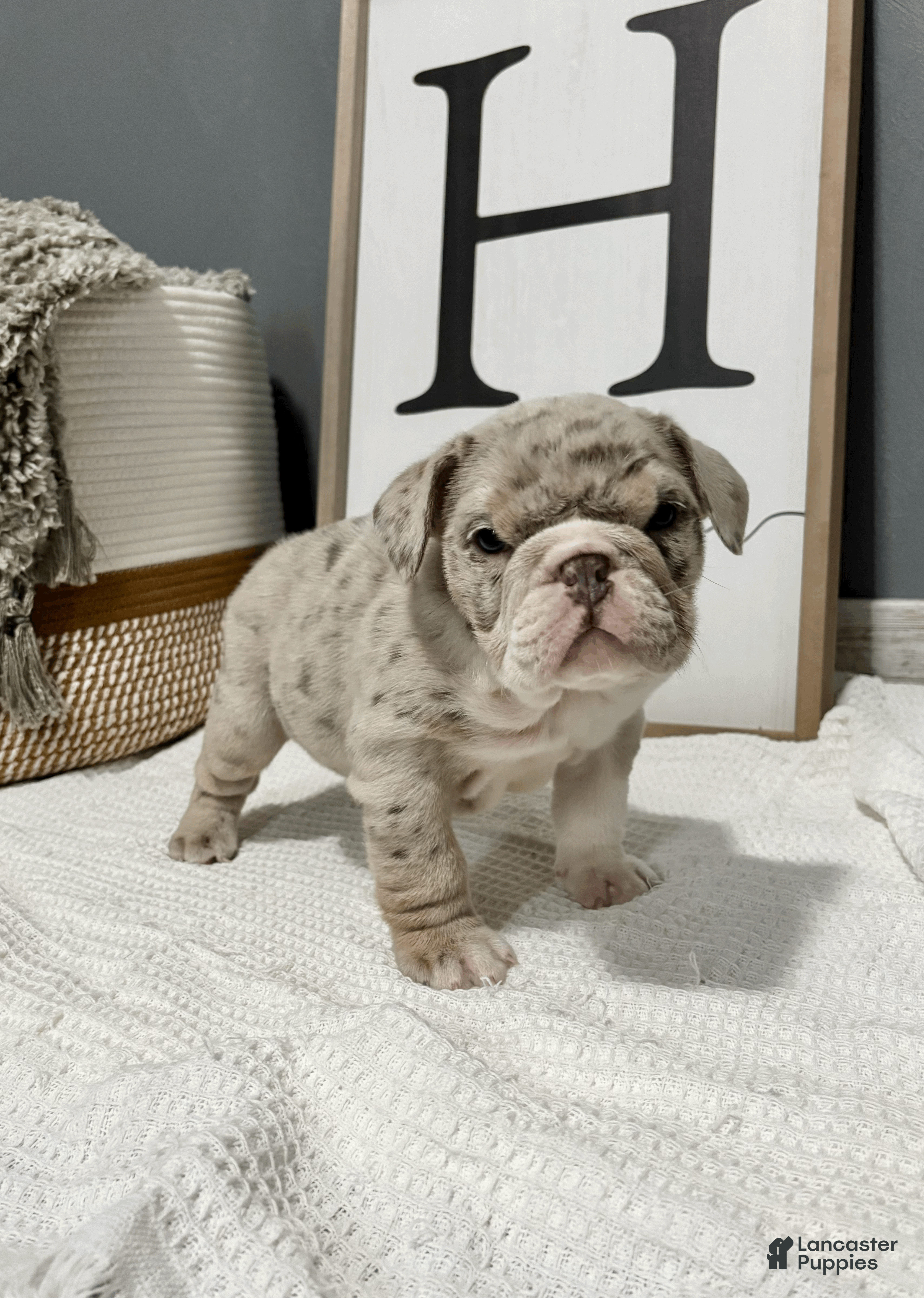 Mixed Breed dogs Winter - Ad 1