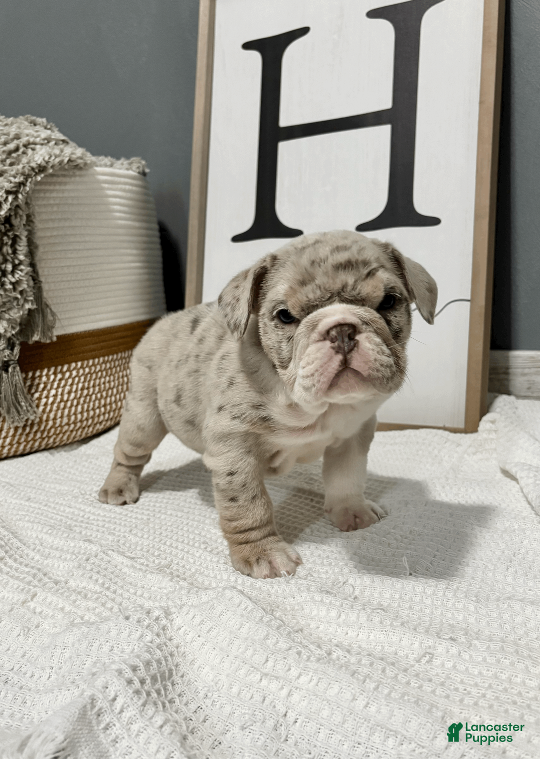 Mixed Breed dogs for sale: Winter - Ad 1