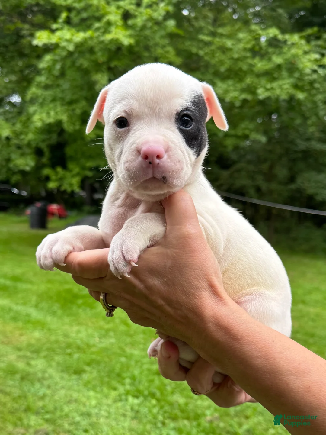American Bulldog dogs for sale: Female 1 - Ad 1