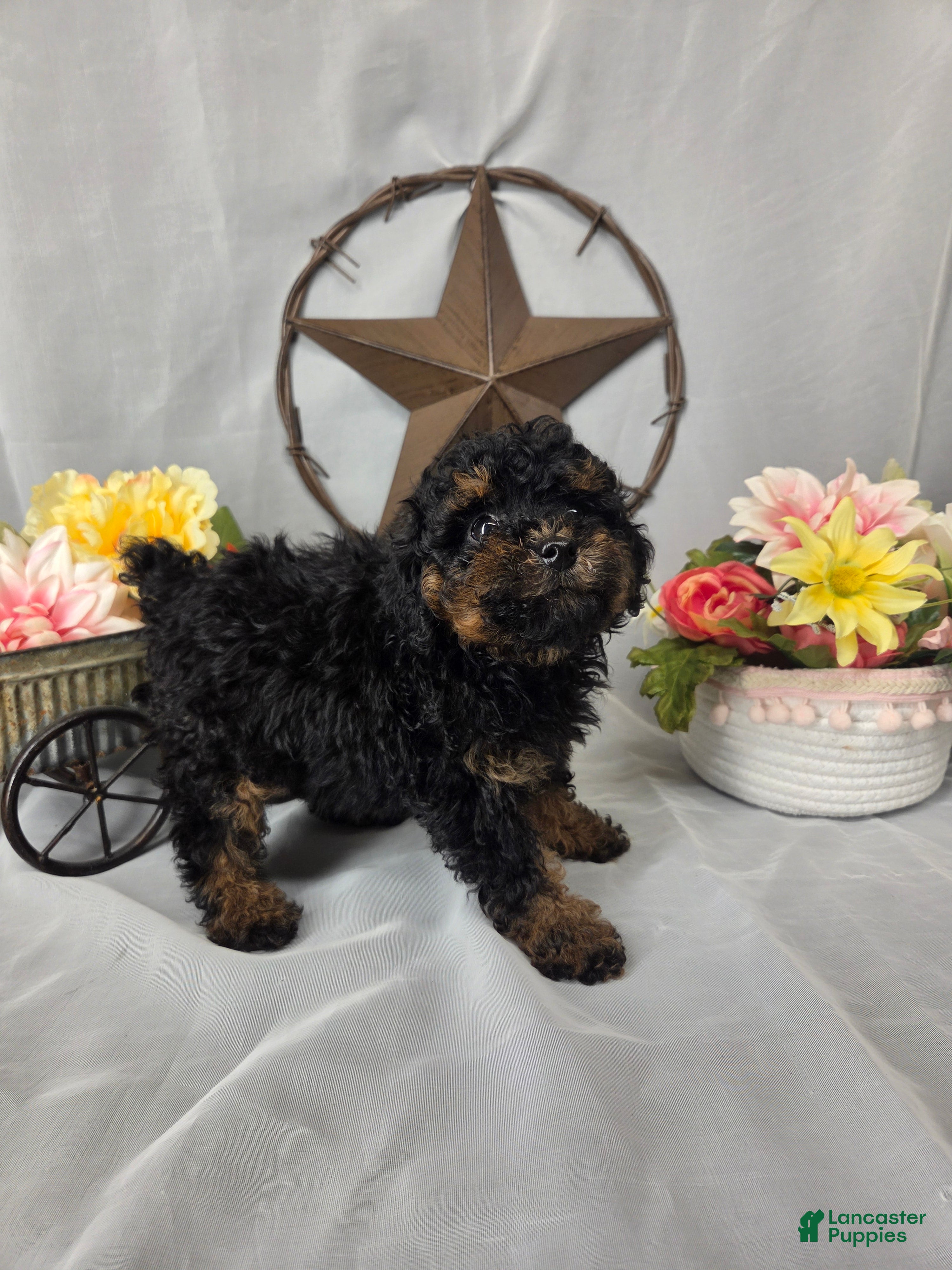 Miniature Poodle dogs Bella - Ad 1