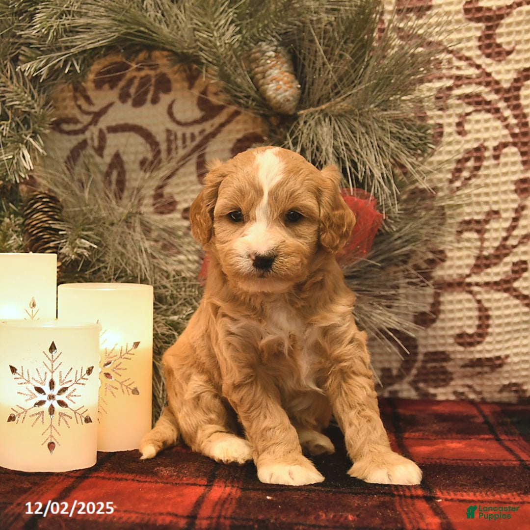 Cavachon dogs for sale: Ivy  - Ad 3