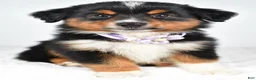 Miniature Australian Shepherd dogs for sale: Addison - Ad 3