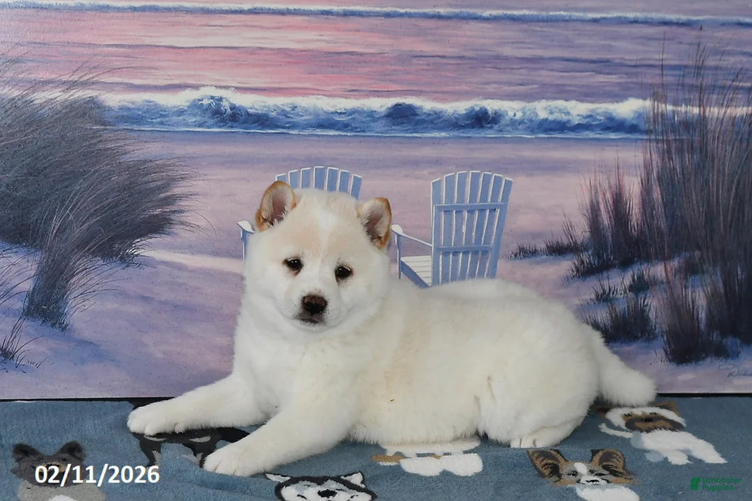 Shiba Inu dogs for sale: Bonnie - Ad 4