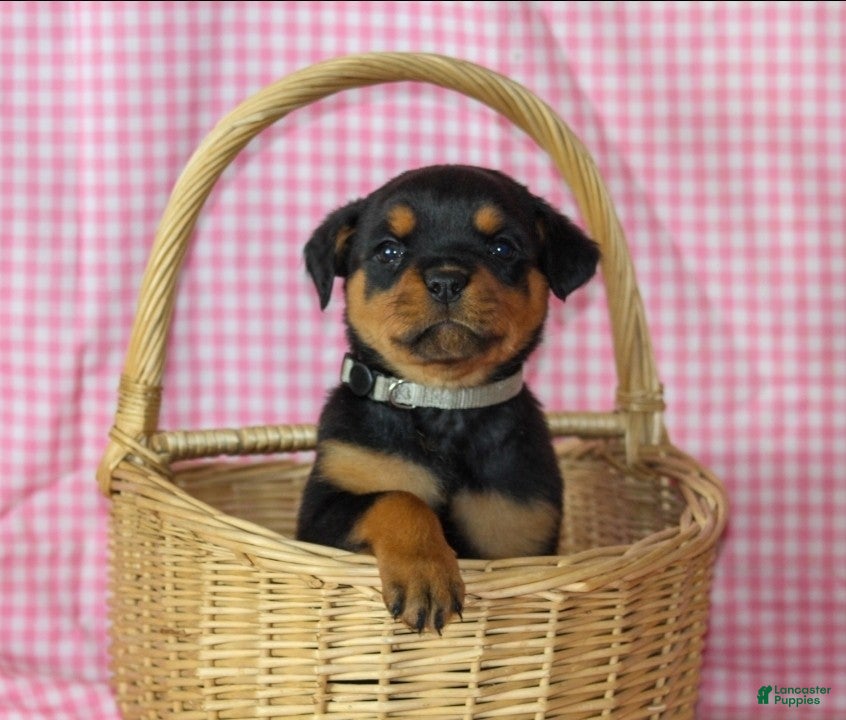 Rottweiler dogs Honey - Ad 1