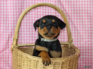 Rottweiler dogs Honey - Ad 1