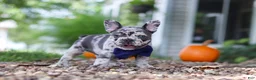 French Bulldog dogs for sale: Hayden - Ad 5