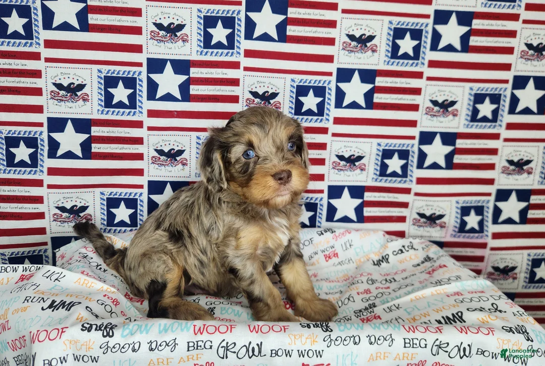 Cavapoo dogs for sale: Max - Ad 1