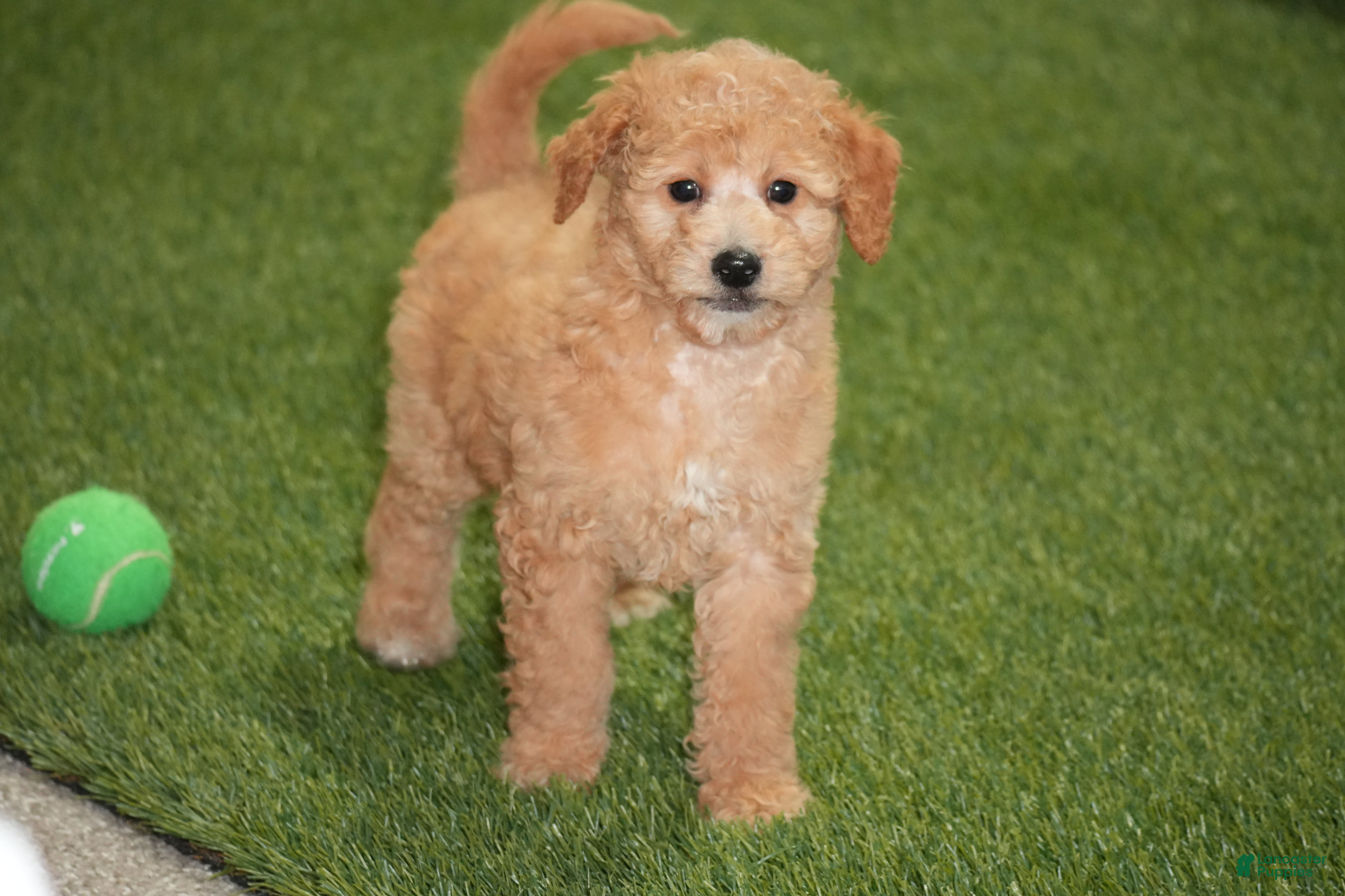 Goldendoodle dogs Inferno - Ad 16