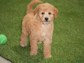 Goldendoodle dogs Inferno - Ad 16