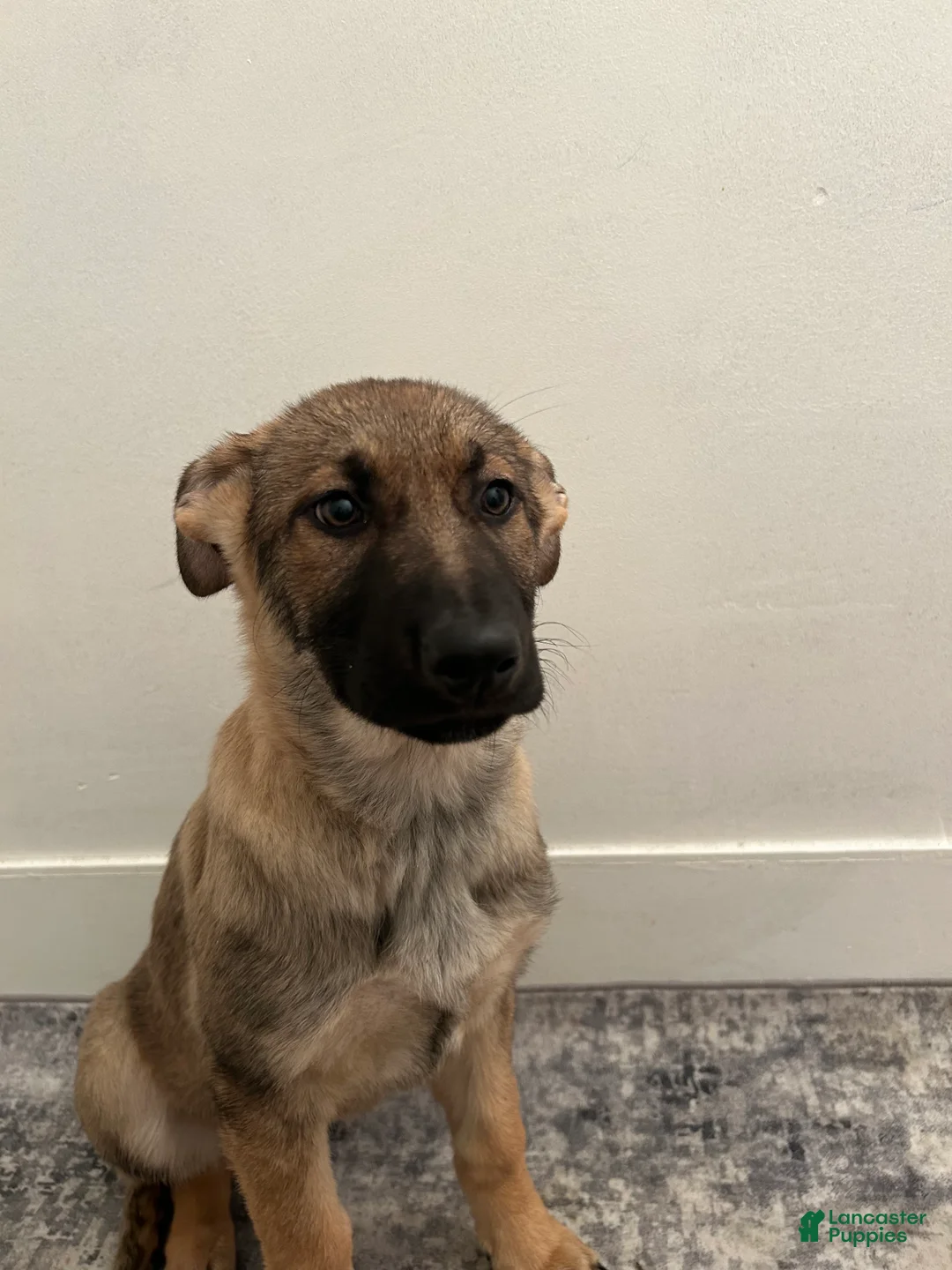 German Shepherd dogs for sale: German Shepherd Puppy 2 - Ad 2