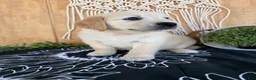 Golden Retriever dogs for sale: Gigi - Ad 7