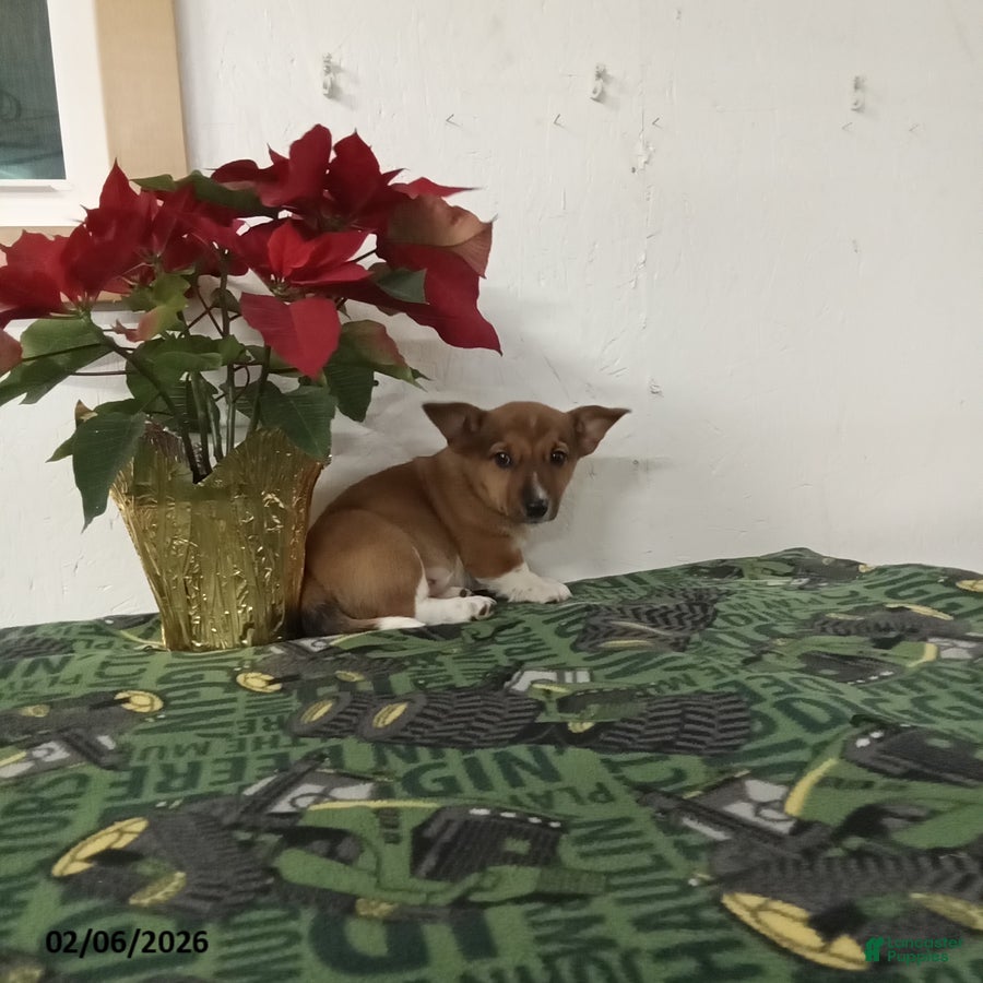 Mixed Breed dogs Dawson - Ad 2