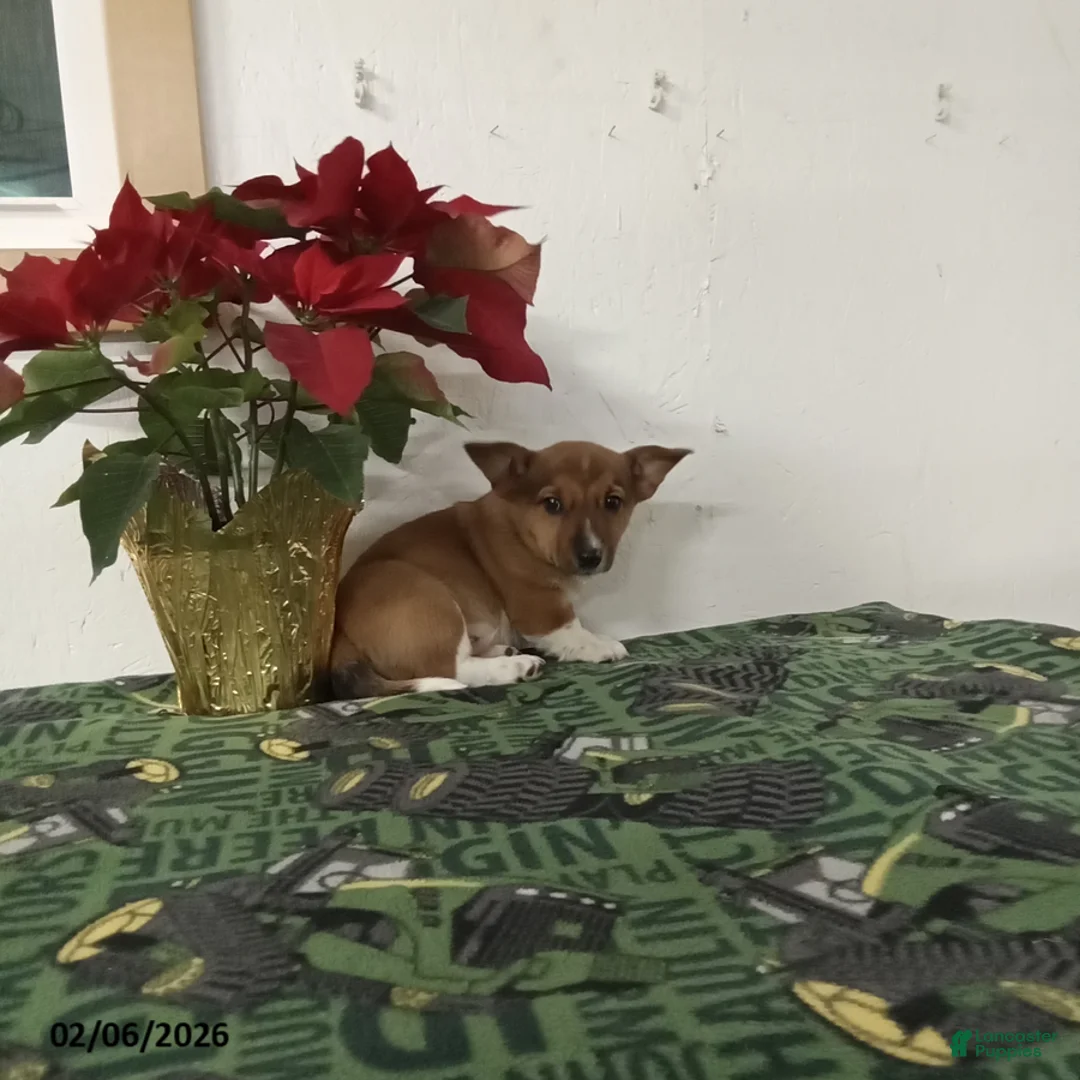 Mixed Breed dogs for sale: Dawson - Ad 1