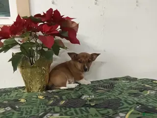 Mixed Breed dogs Dawson - Ad 2